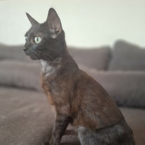 LUCRÈCE – junior