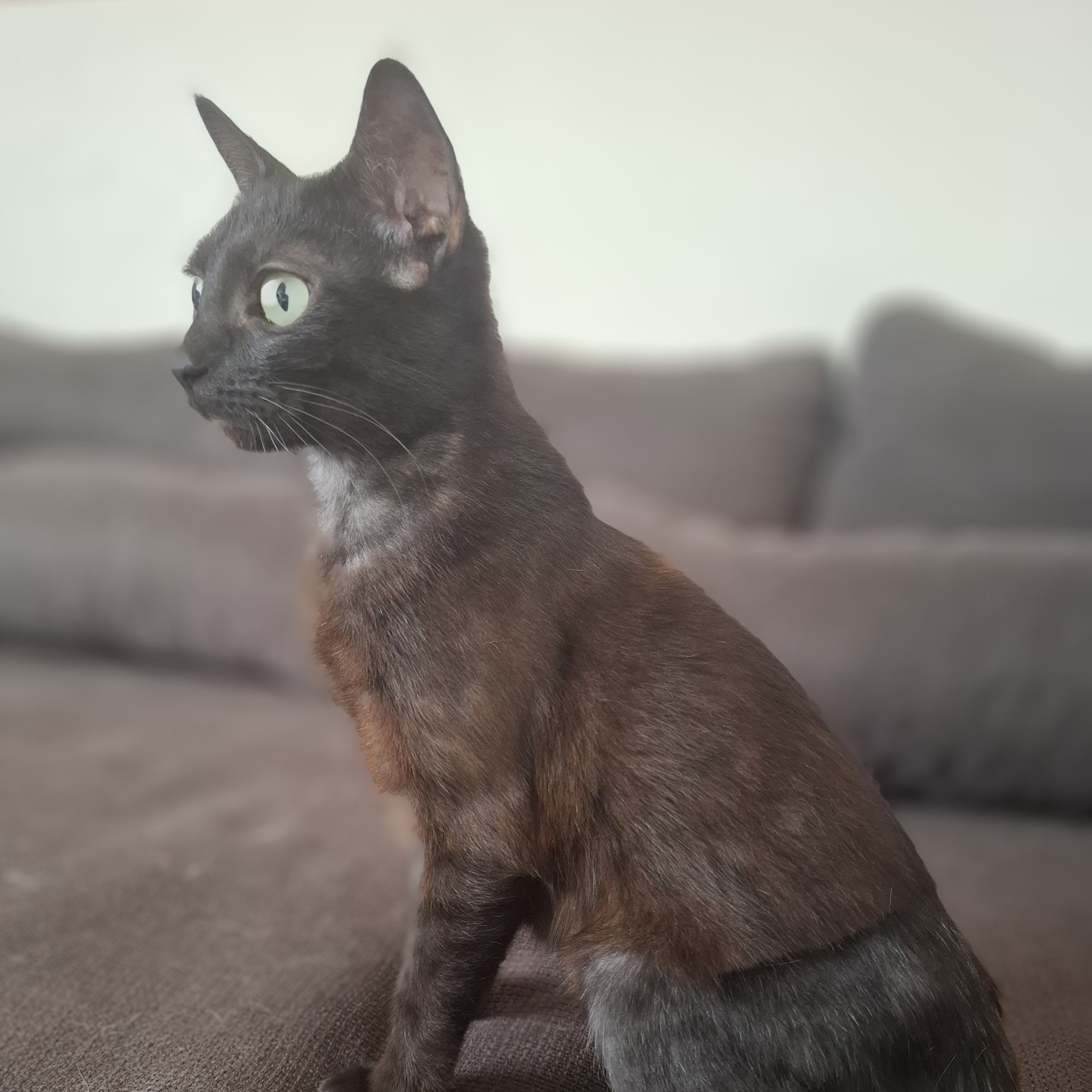 LUCRÈCE – junior adoptée