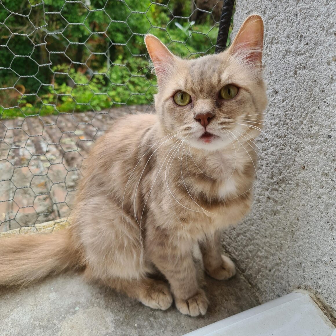 TALISMAN (x Angora Turc) – 3 ans réservé