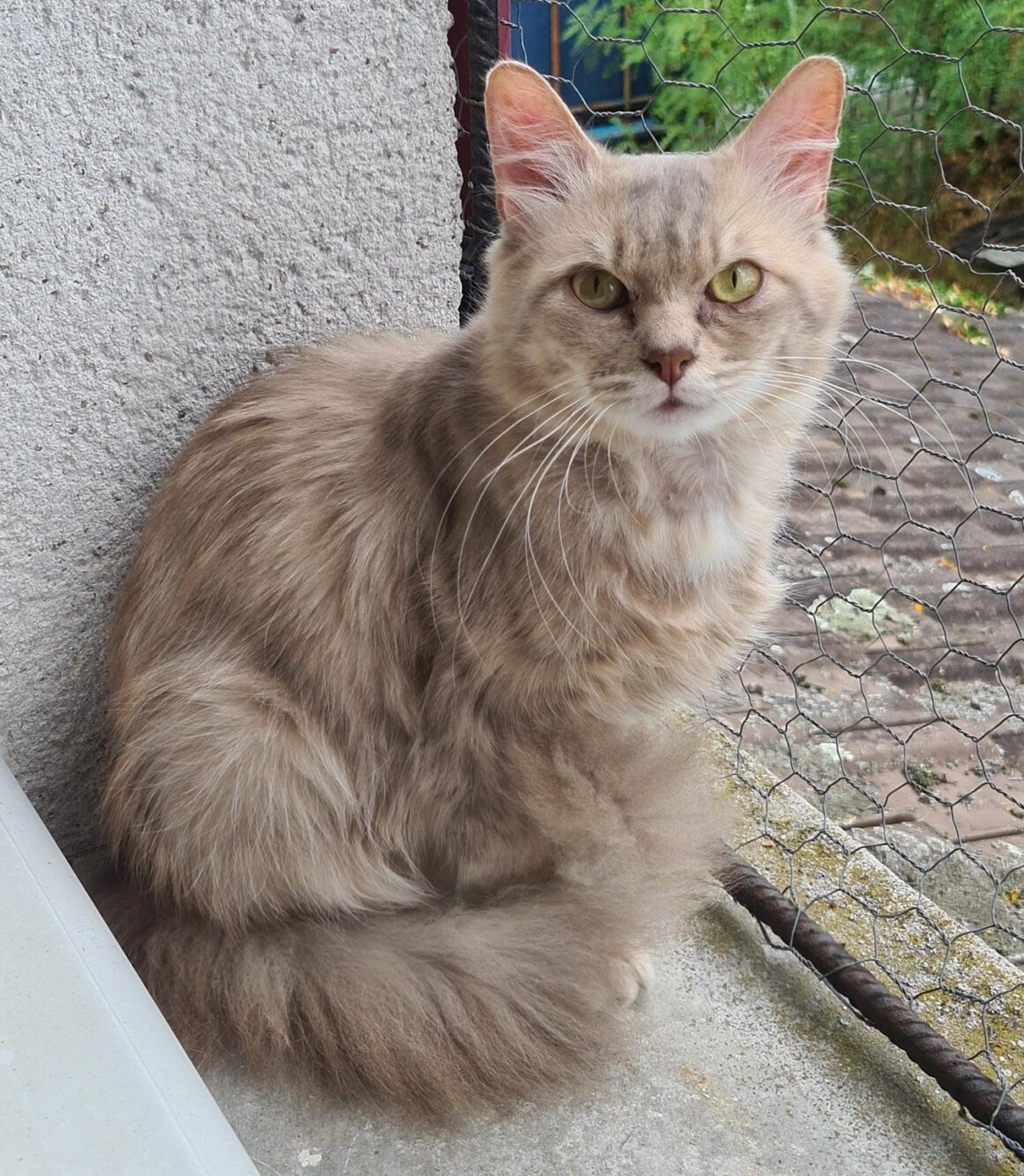 TALISMAN (x Angora Turc) – 3 ans réservé