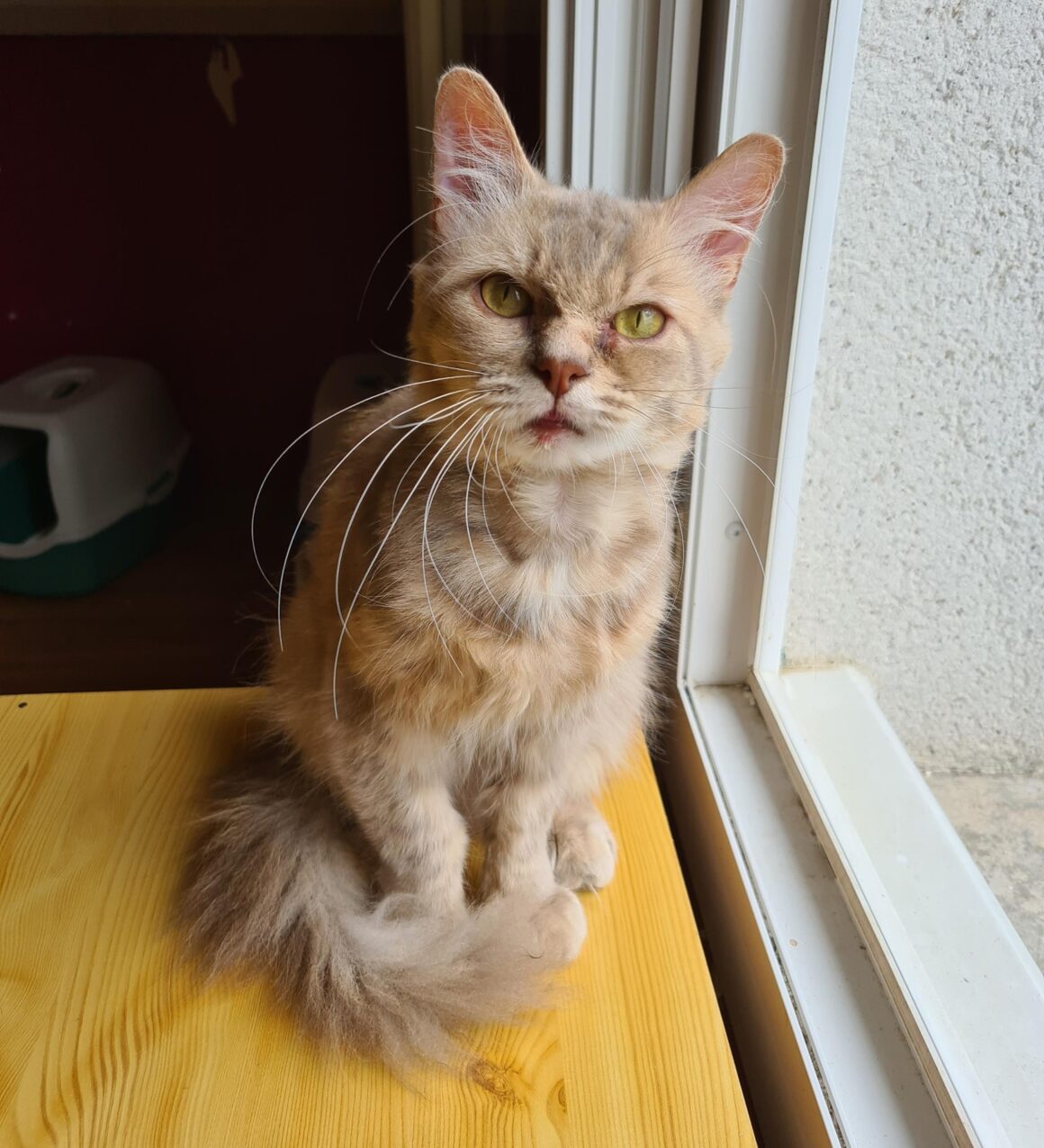 TALISMAN (x Angora Turc) – 3 ans réservé