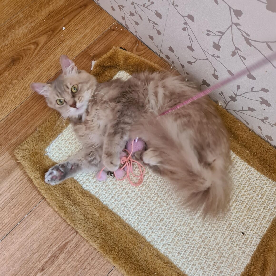 TALISMAN (x Angora Turc) – 3 ans réservé