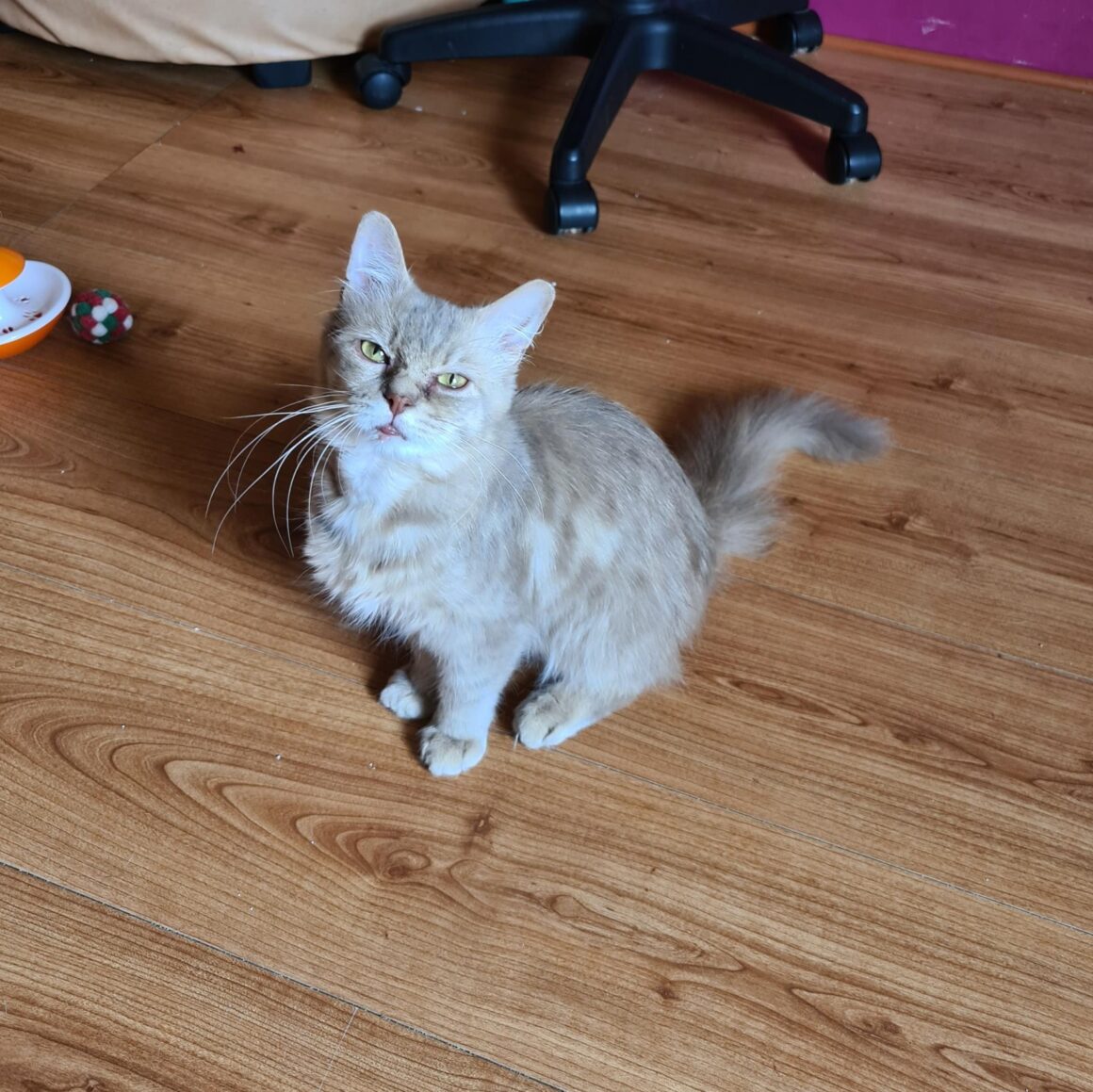 TALISMAN (x Angora Turc) – 3 ans réservé