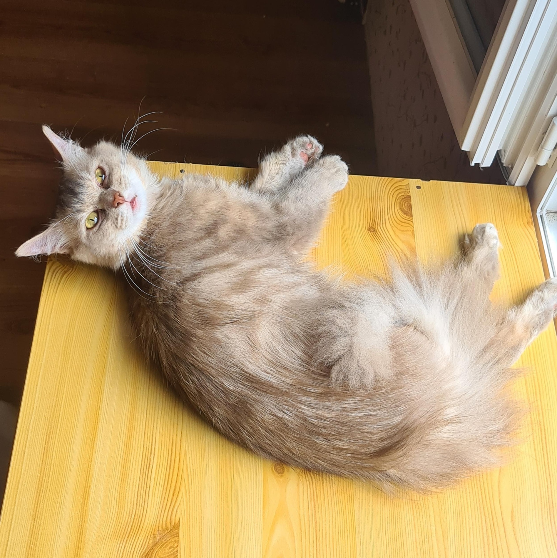 TALISMAN (x Angora Turc) – 3 ans adopté