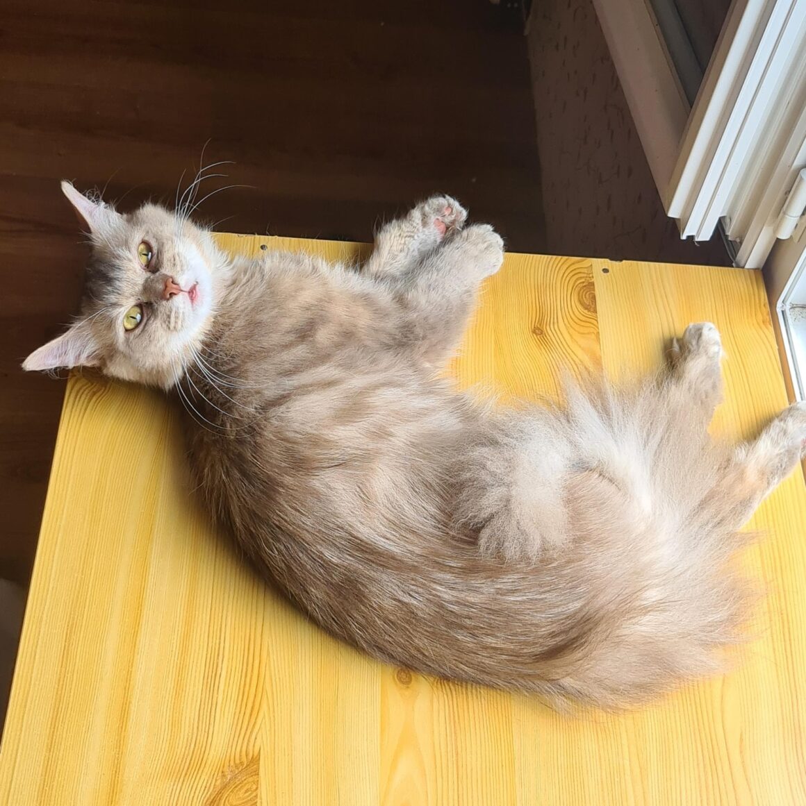 TALISMAN (x Angora Turc) – 3 ans réservé