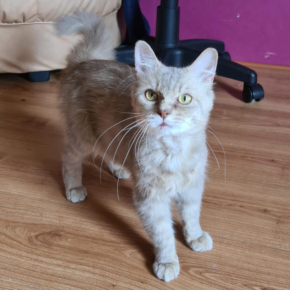 TALISMAN (x Angora Turc) – 3 ans réservé