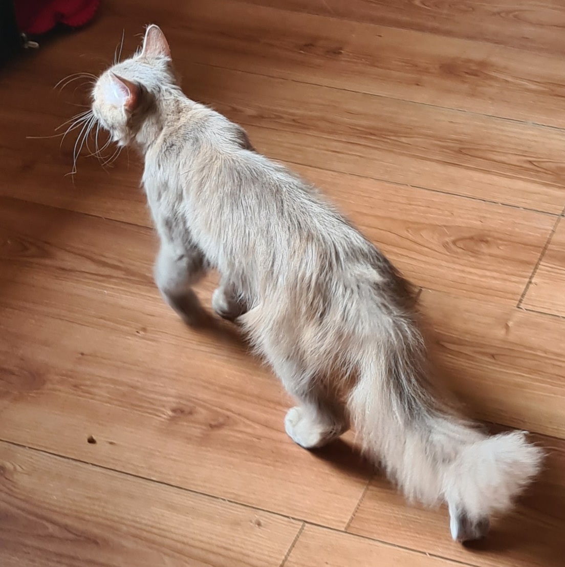 TALISMAN (x Angora Turc) – 3 ans réservé