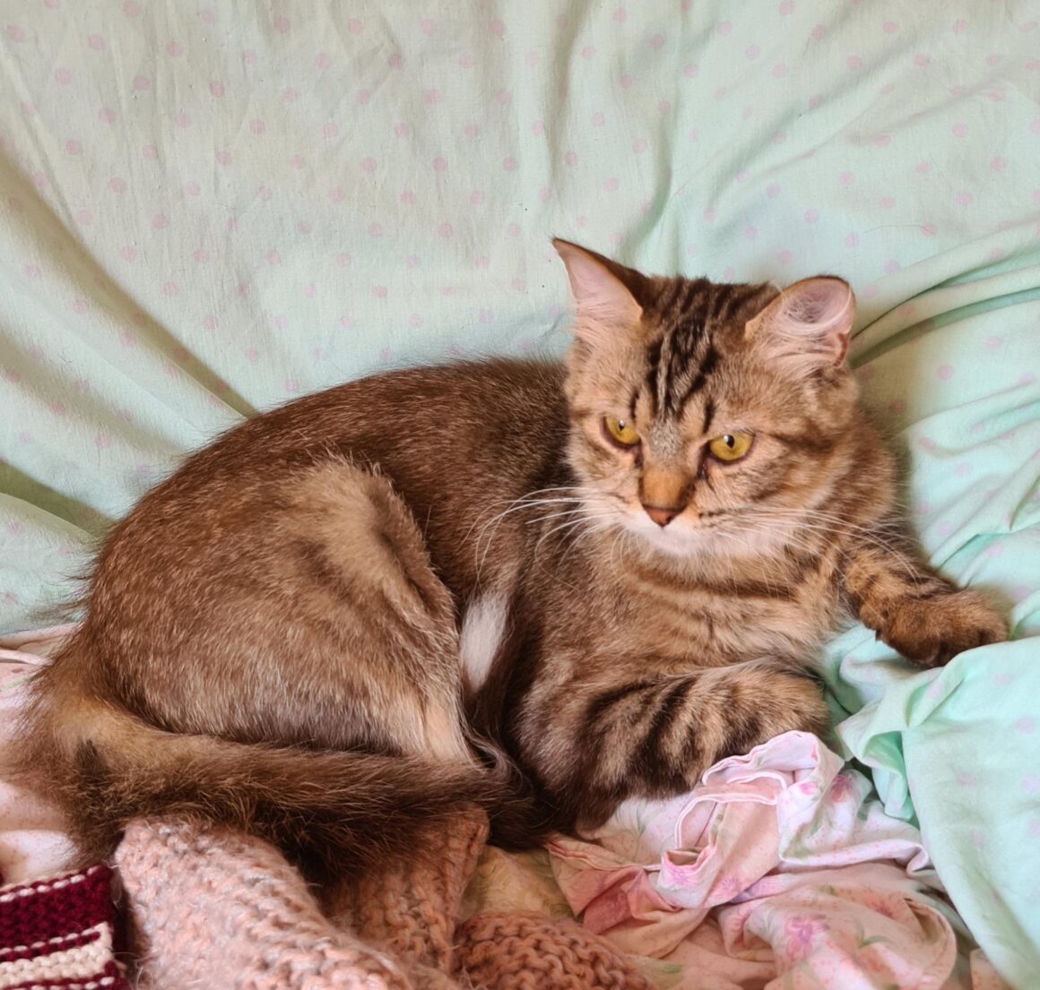 USZKA (X Angora Turc)- 2 ans