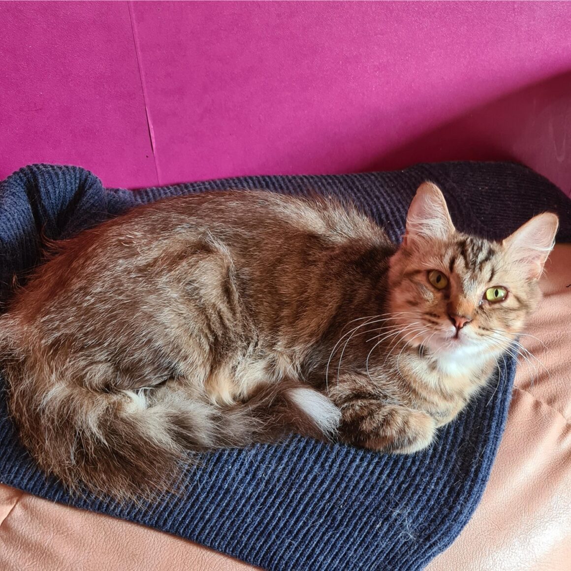 USZKA (X Angora Turc)- 2 ans