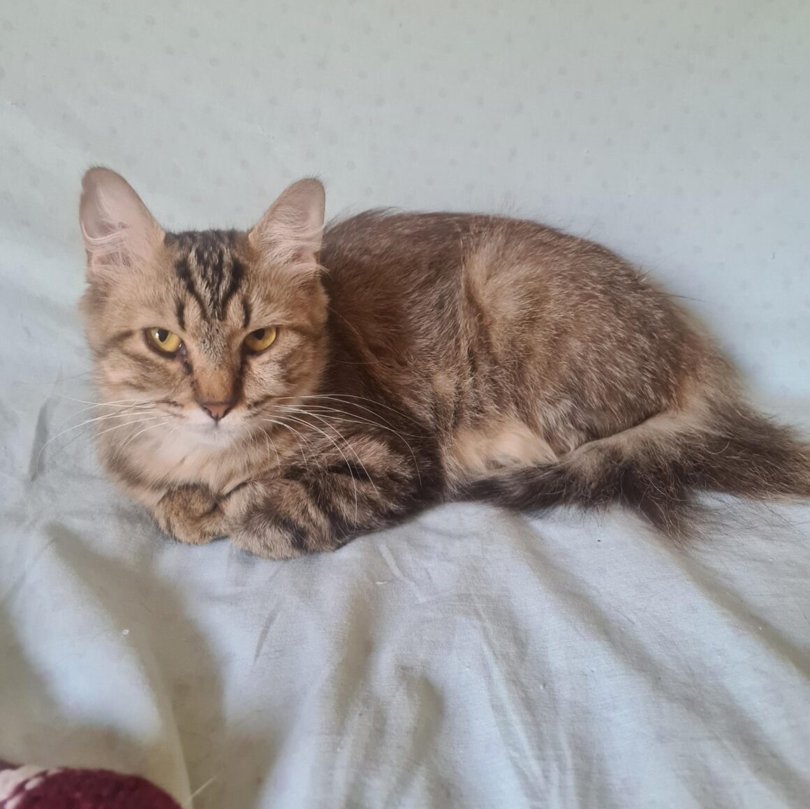USZKA (X Angora Turc)- 2 ans