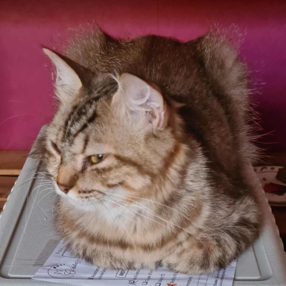 USZKA (X Angora Turc)- 2 ans