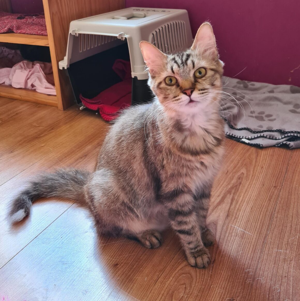USZKA (X Angora Turc)- 2 ans adoptée
