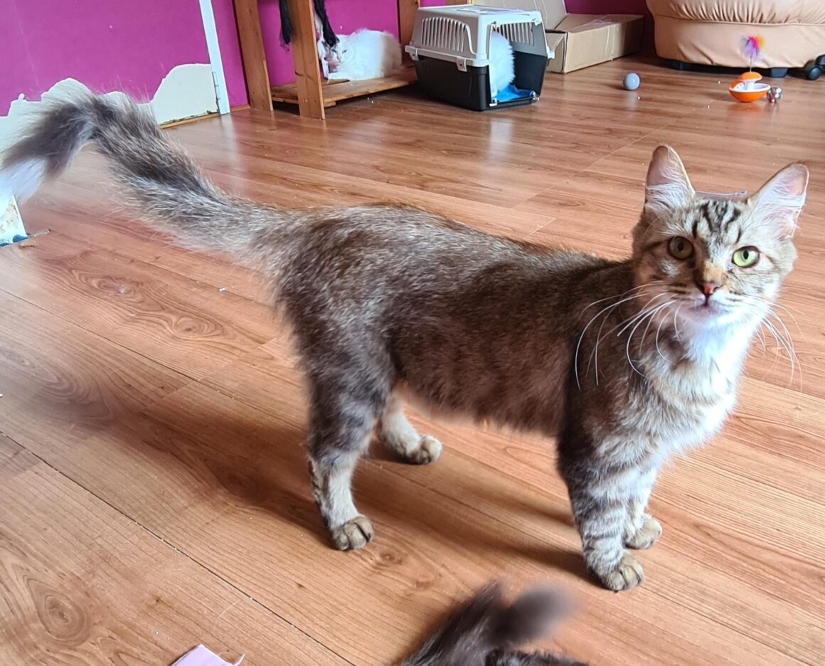 USZKA (X Angora Turc)- 2 ans