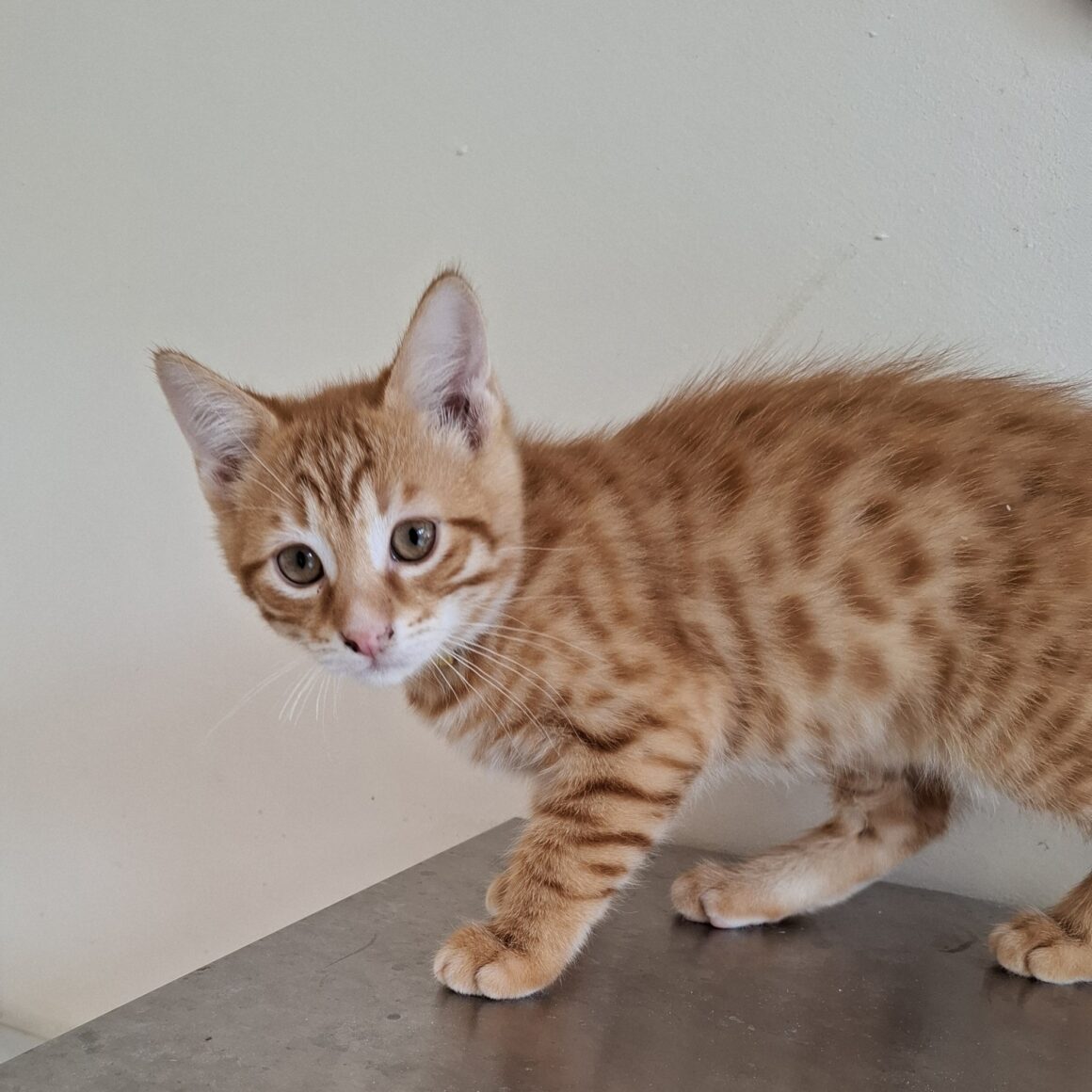 ABRICOT – chaton adopté