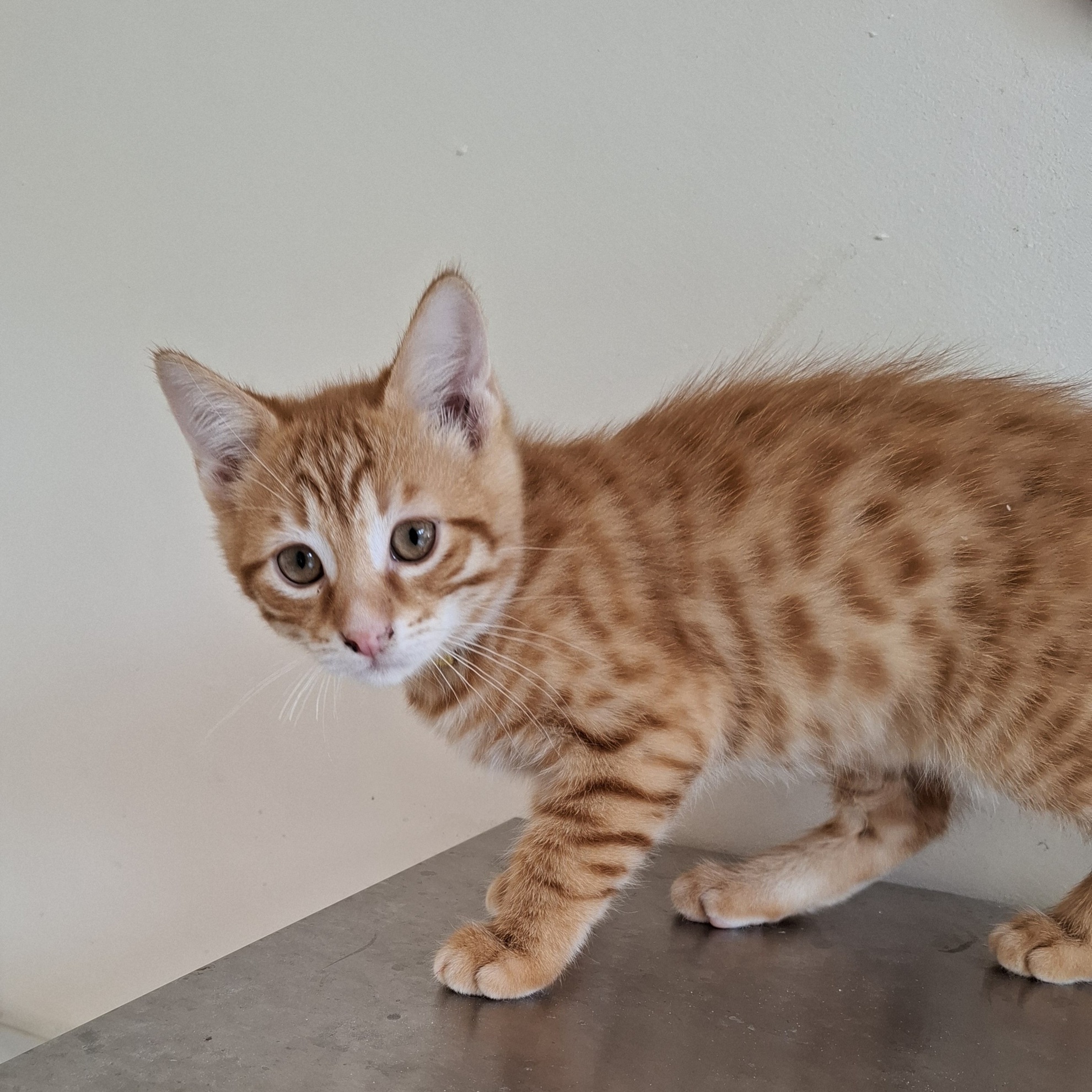ABRICOT – chaton adopté