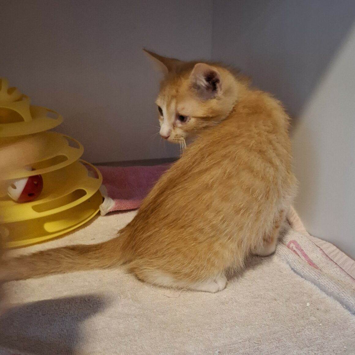 AKA – chaton