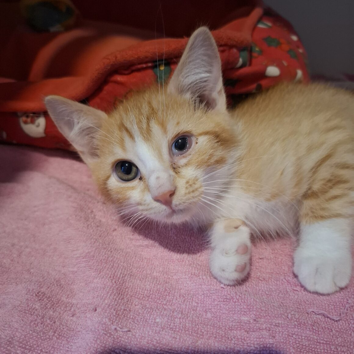 AKA – chaton