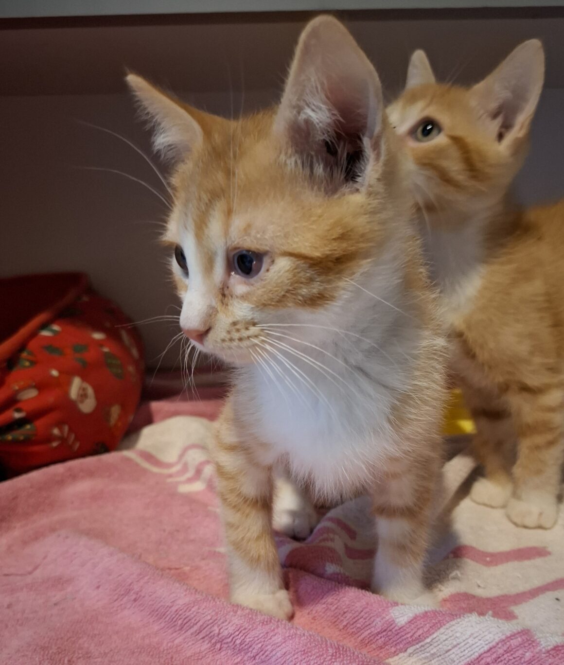 AKA – chaton