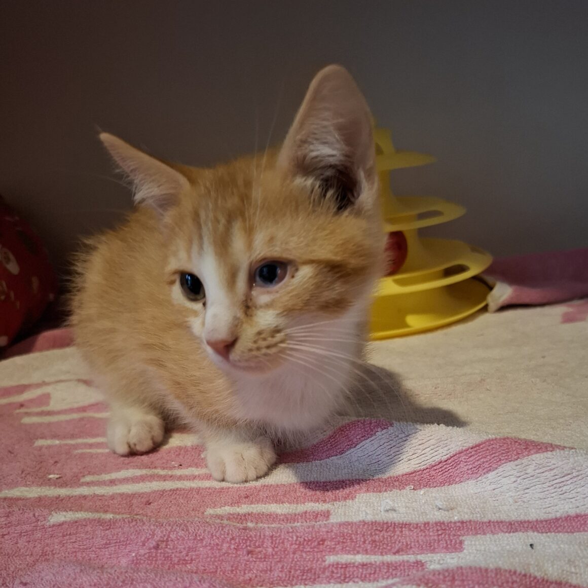 AKA – chaton