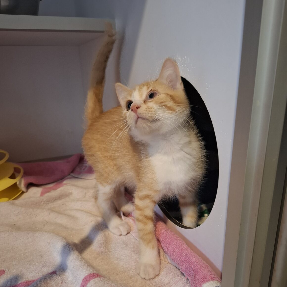 AKA – chaton adopté