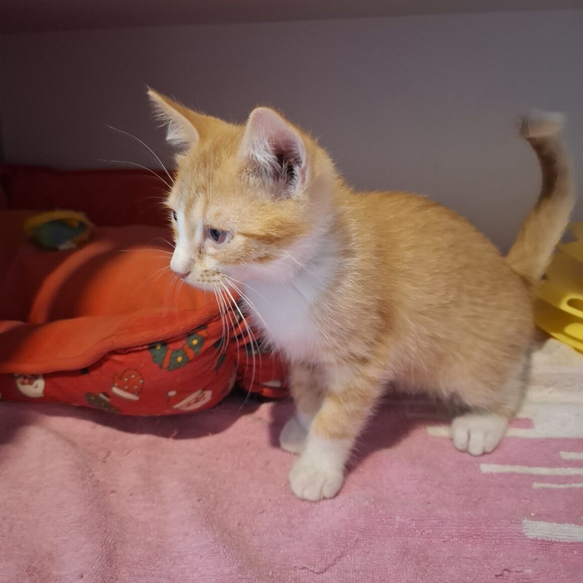 AKA – chaton