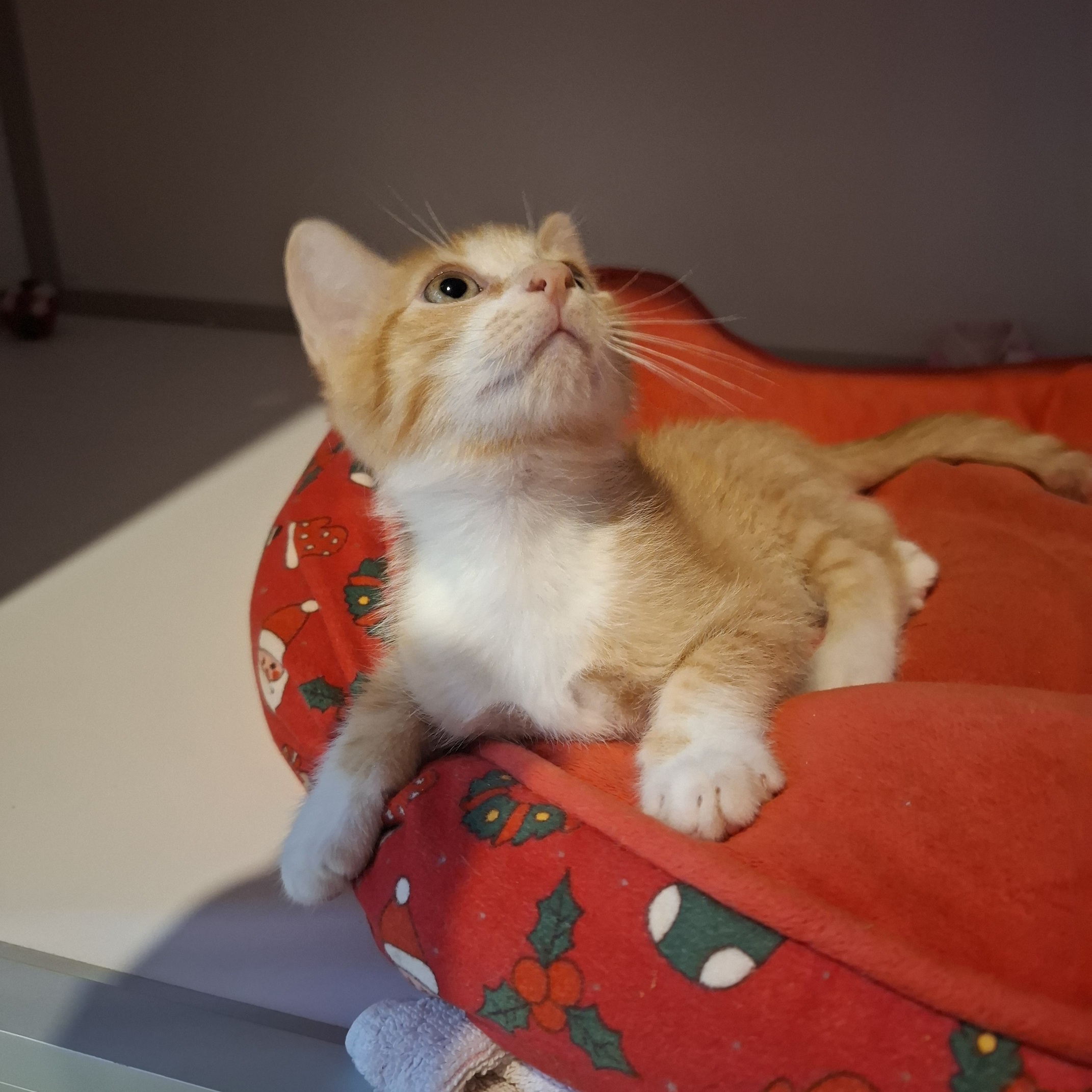 AKIO – chaton adopté