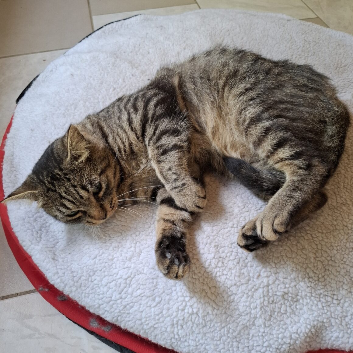 ALBERT – 2 ans