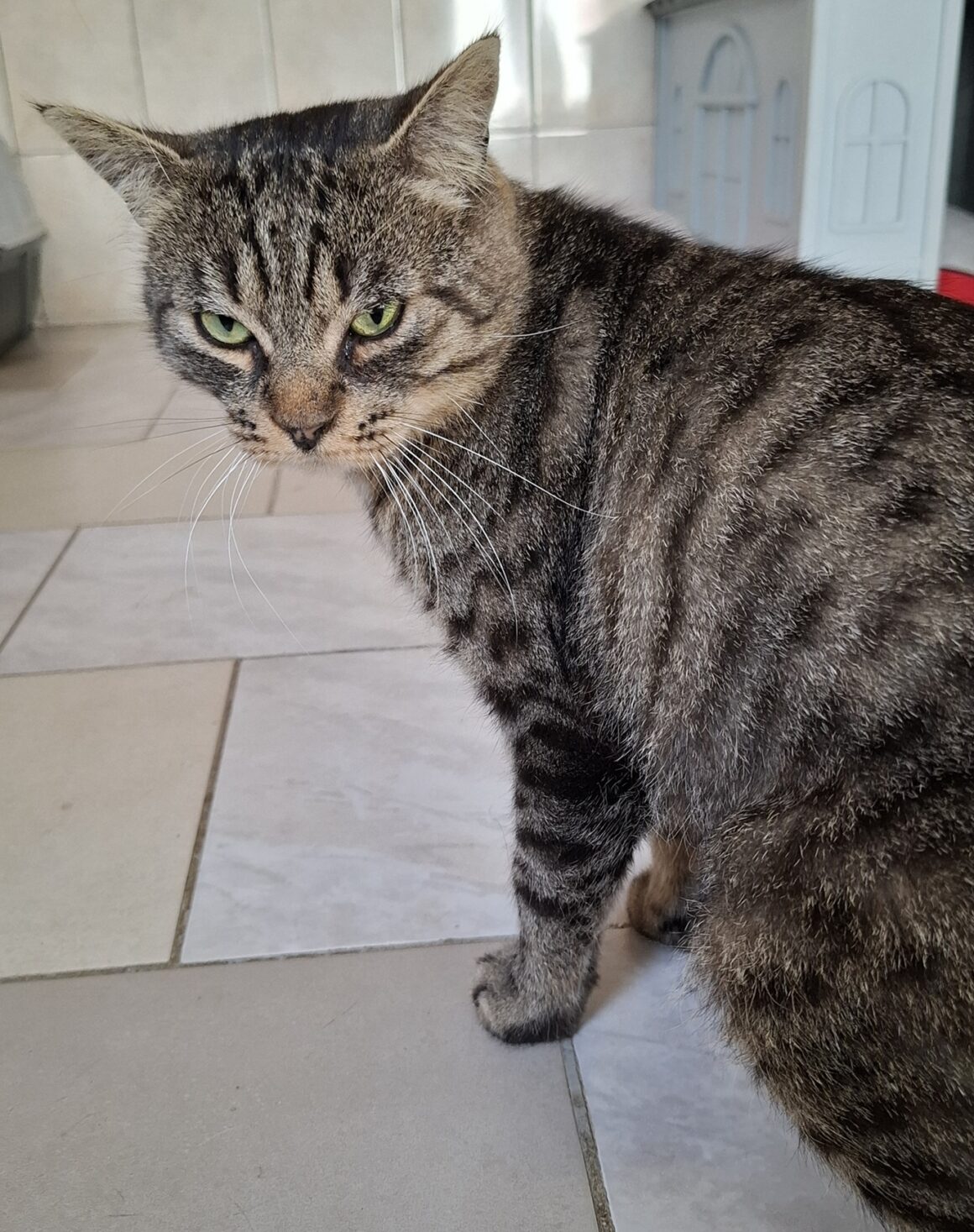 ALBERT – 2 ans