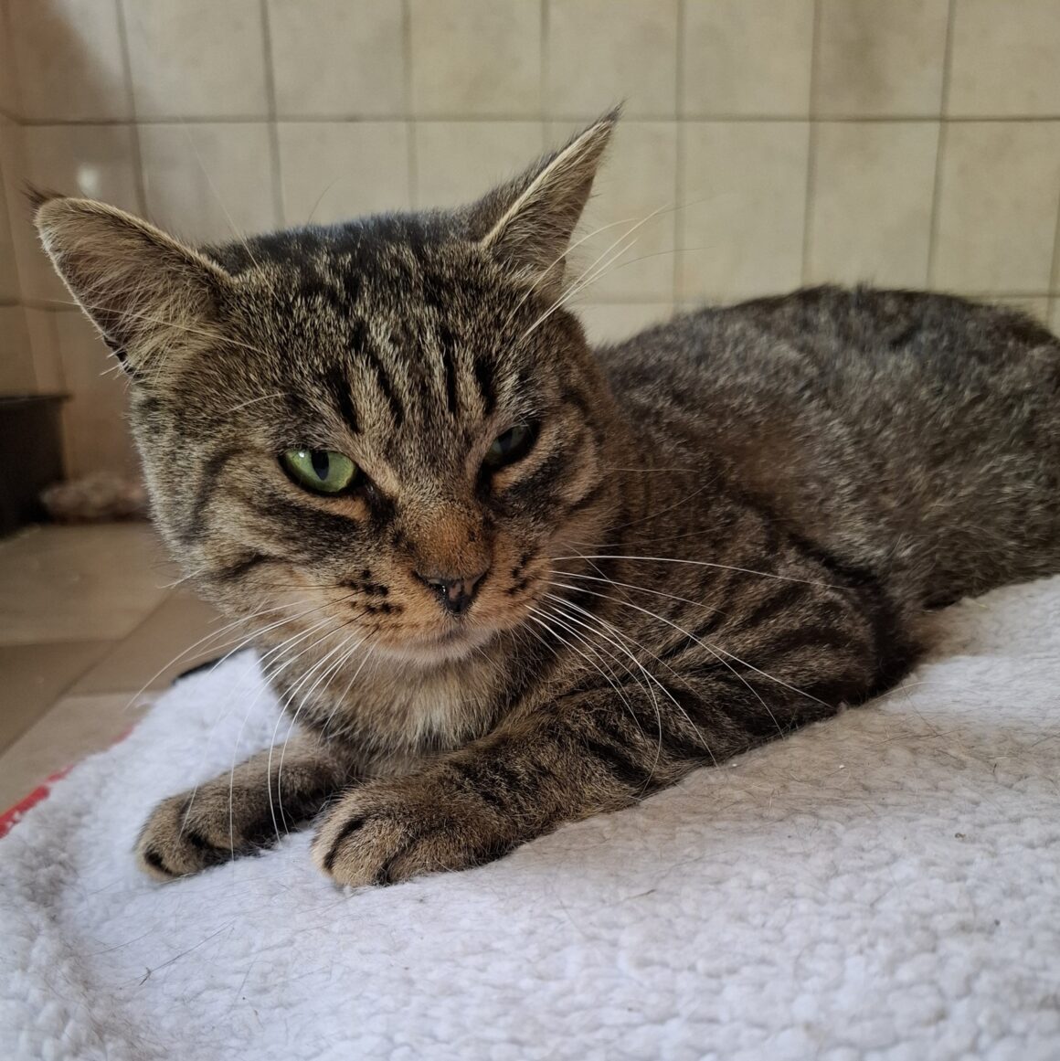 ALBERT – 2 ans