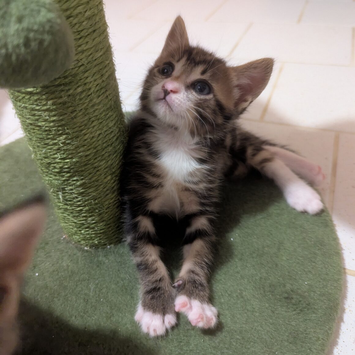 ALLIUM – chaton adopté