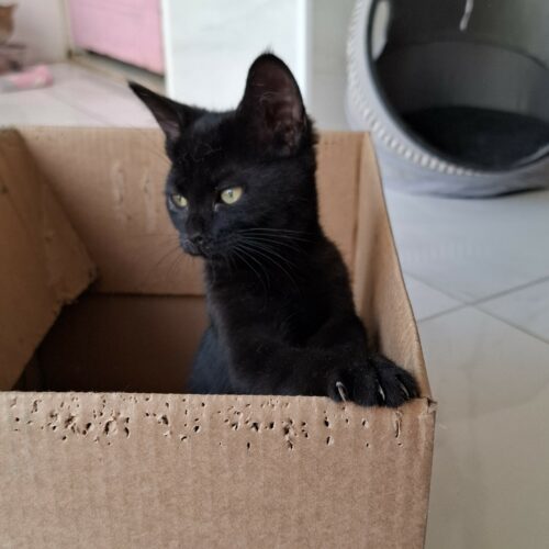 ALMA – Chaton adoptée