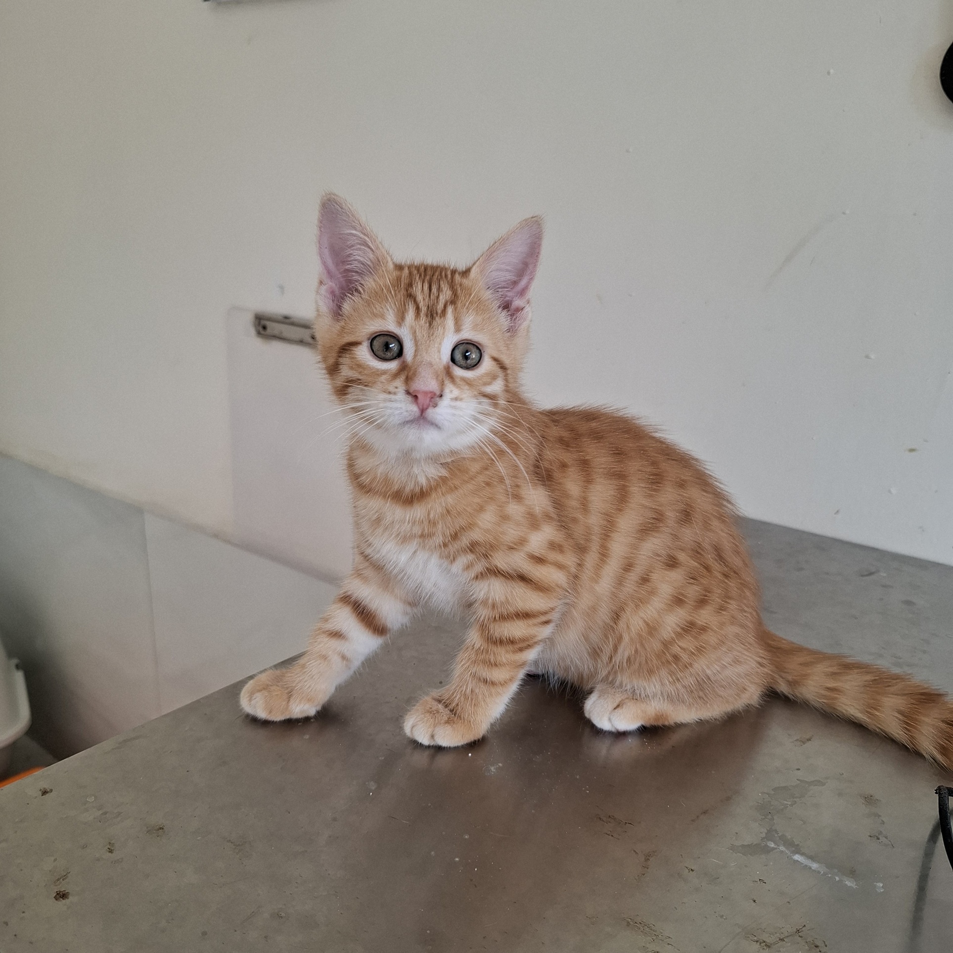 AMBRE – chaton adoptée
