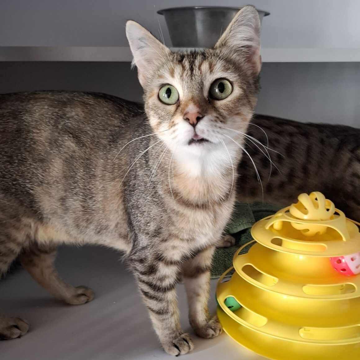 AMERICA – 1 an adoptée