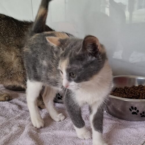 AQUA – chaton adoptée