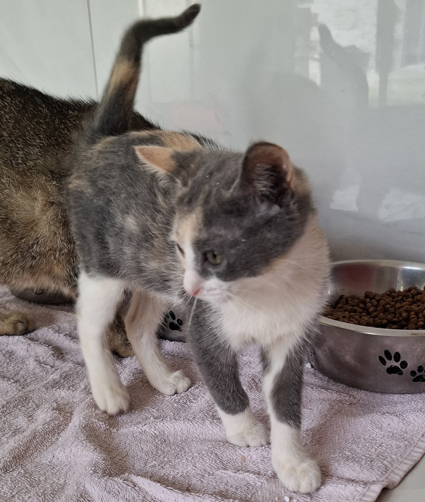 AQUA – chaton adoptée