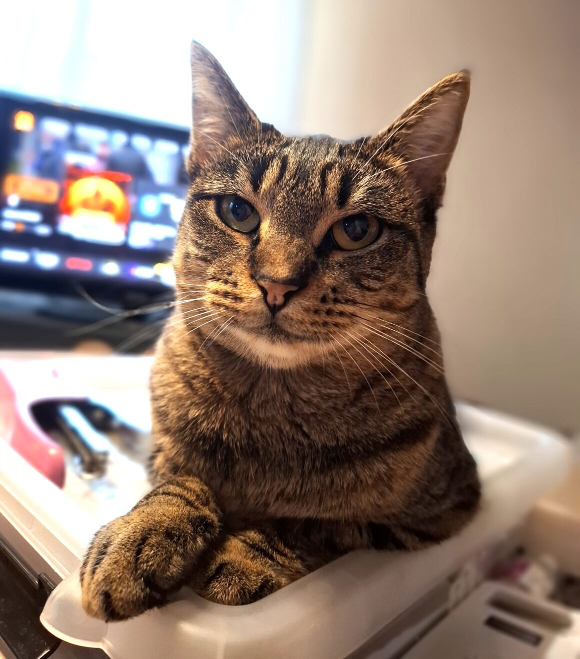 ARACHIDE (1) ARACHIDE – 1 an