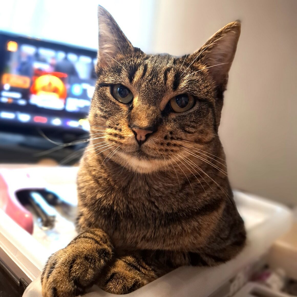 ARACHIDE – 1 an adoptée