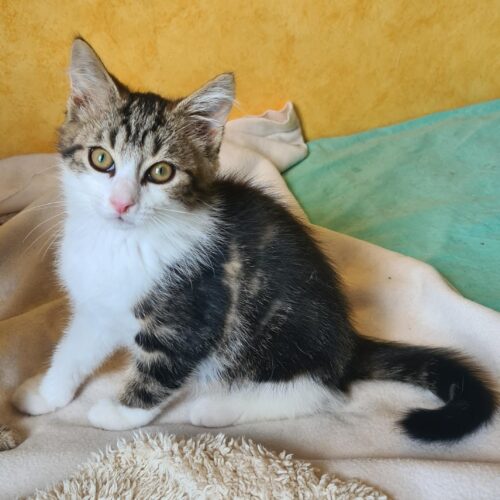 ARCHIBALD (4) ARCHIBALD – chaton adopté