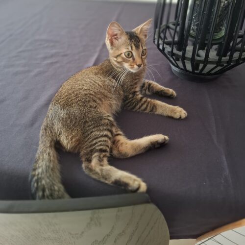 ARSENE – chaton
