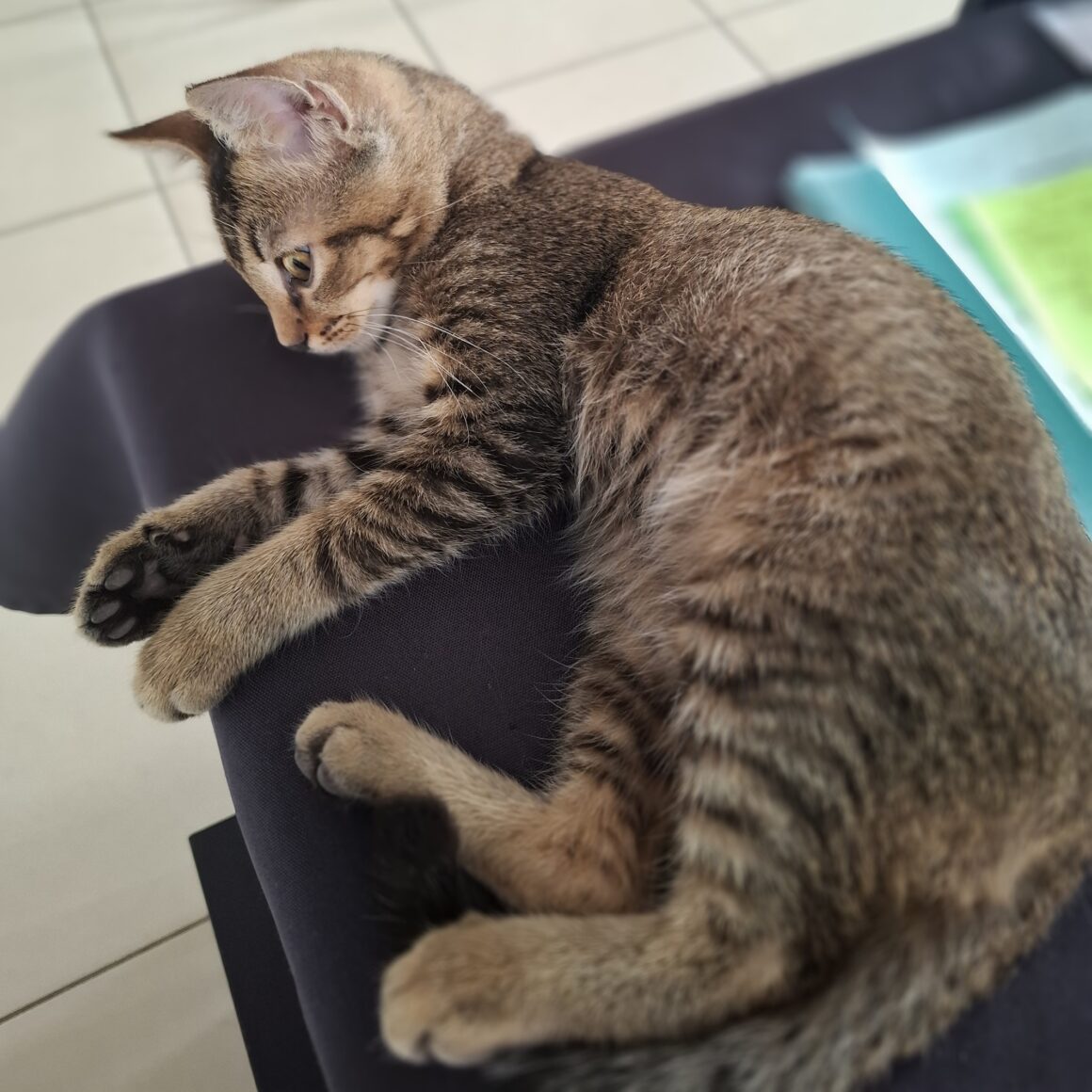 ARSENE – chaton