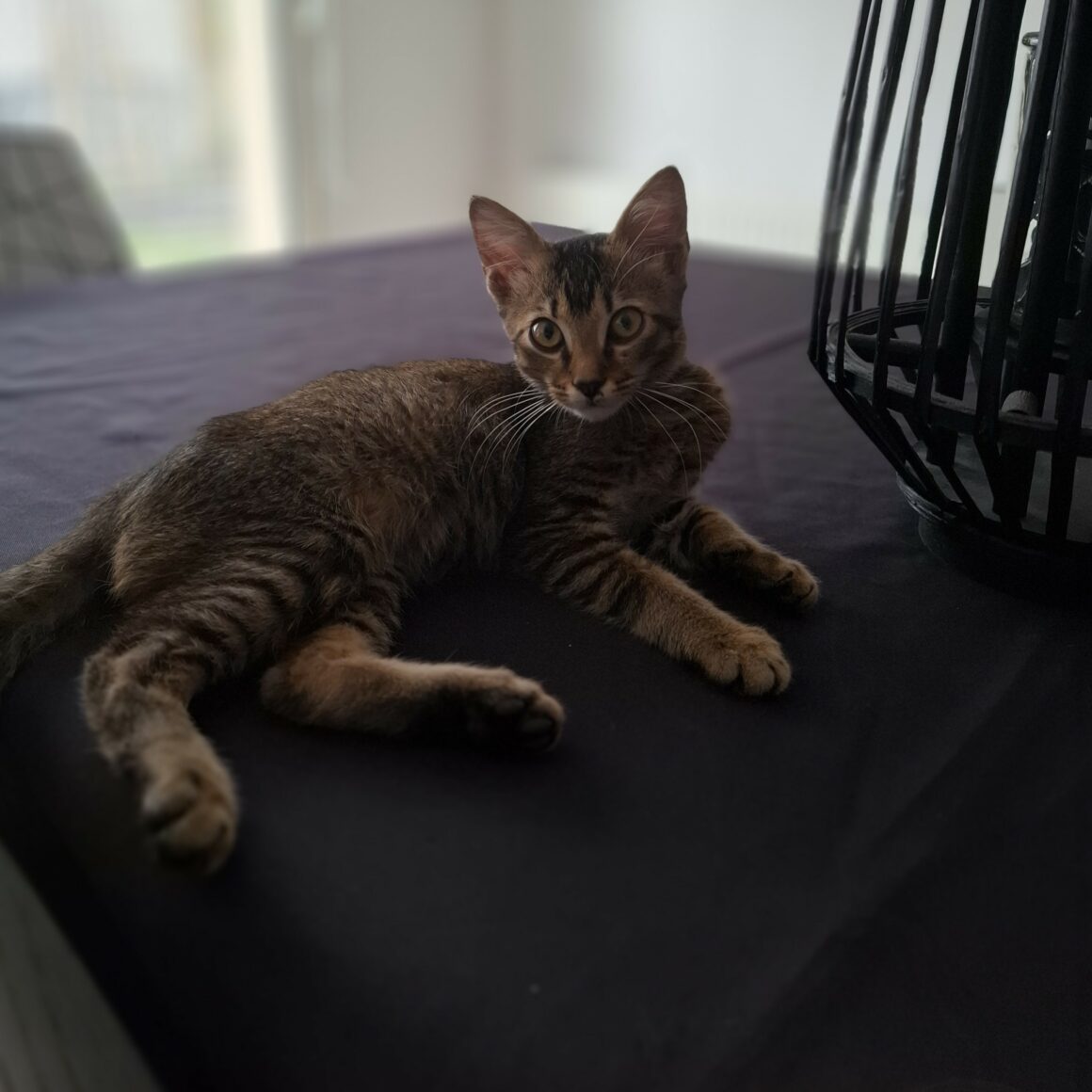 ARSENE – chaton