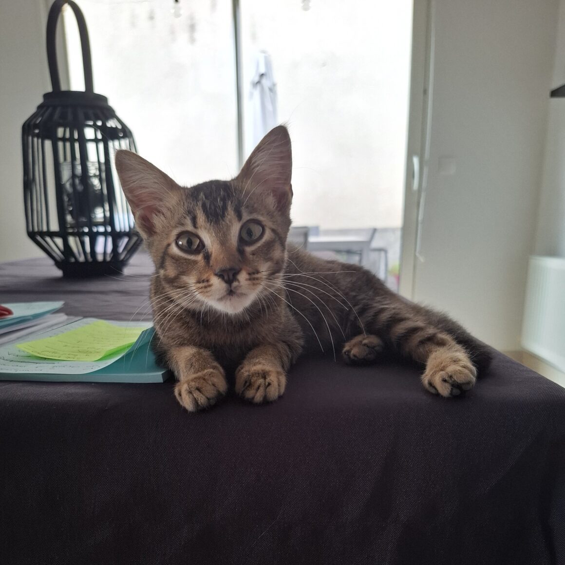 ARSENE – chaton