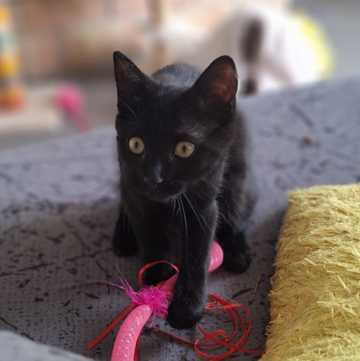 ARSOUILLE – Chaton réservée