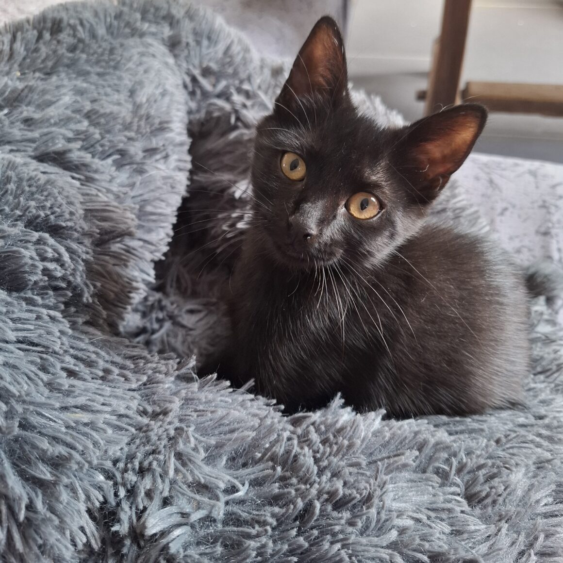 ARSOUILLE – Chaton réservée