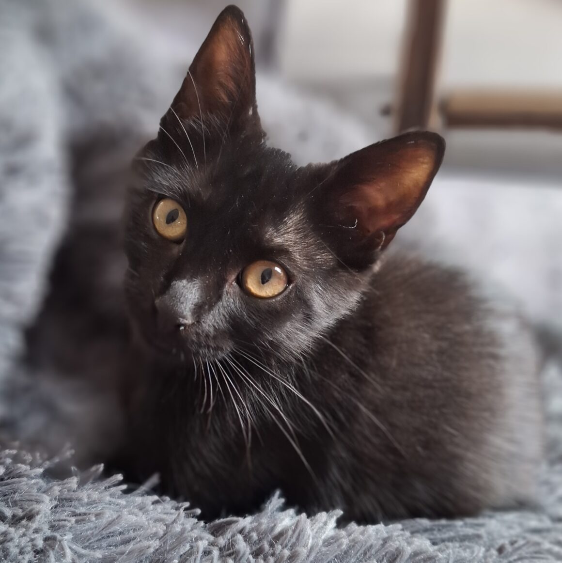 ARSOUILLE – Chaton réservée