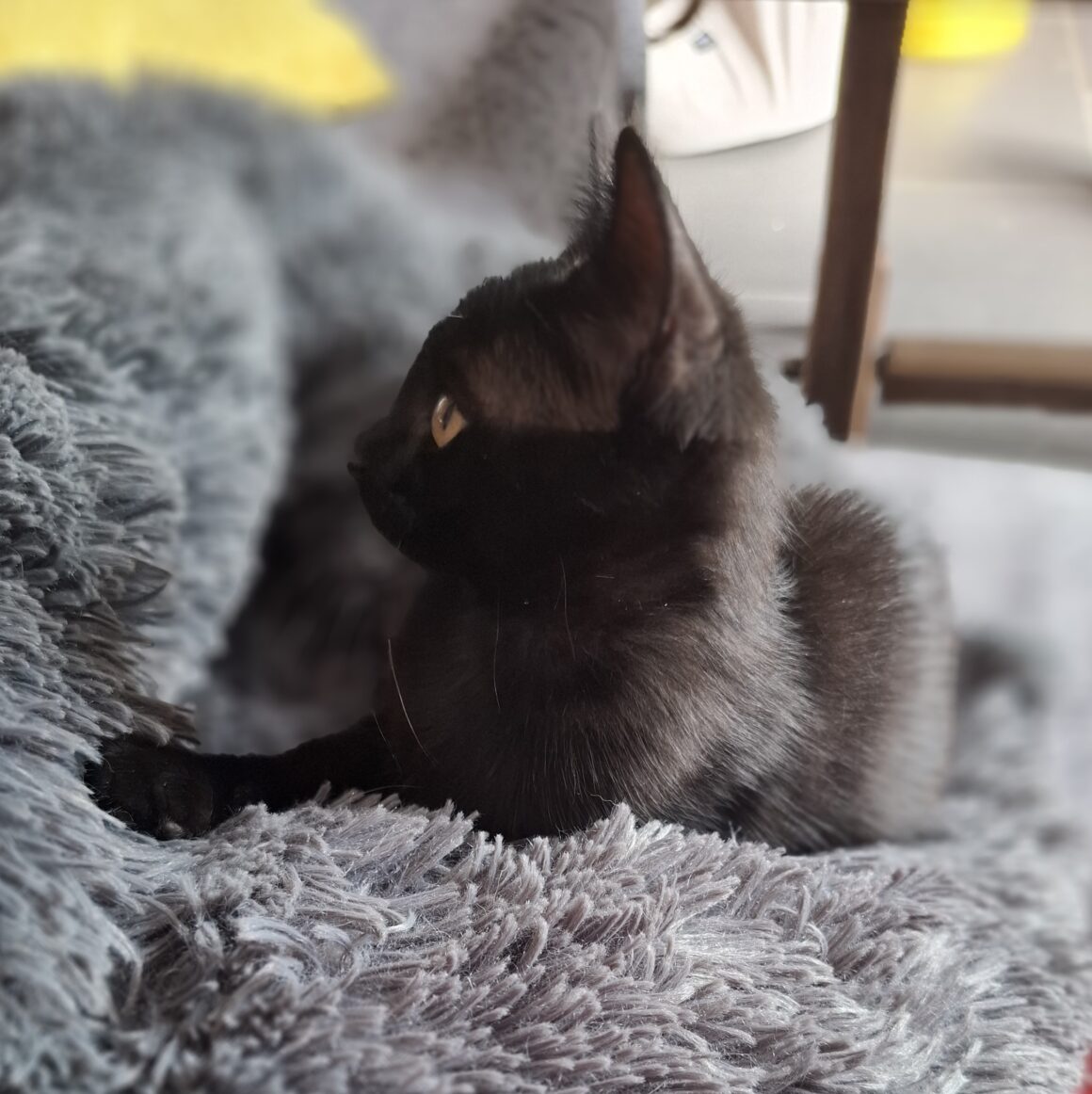 ARSOUILLE – Chaton réservée