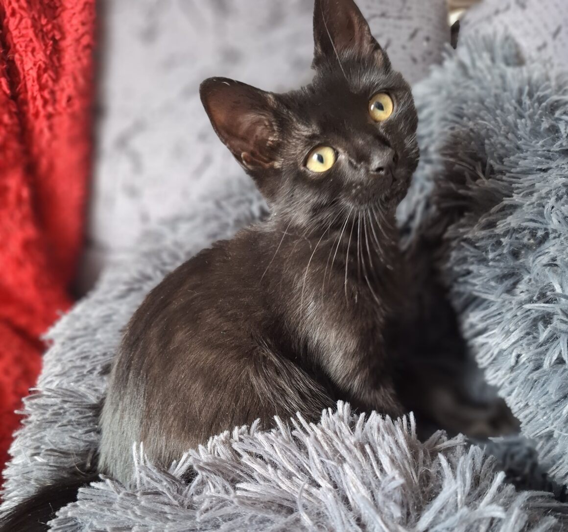 ARSOUILLE – Chaton réservée