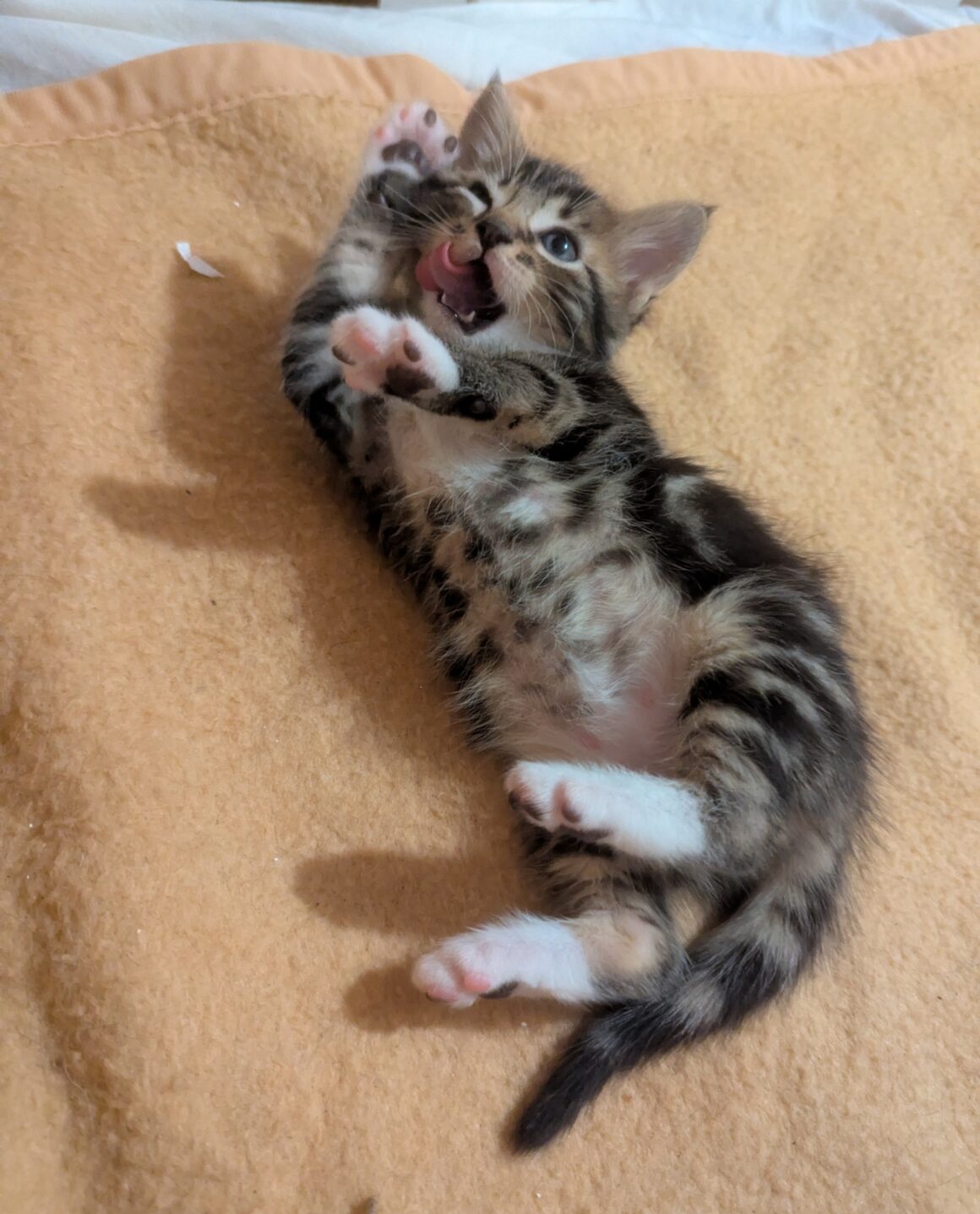 ARUM – chaton