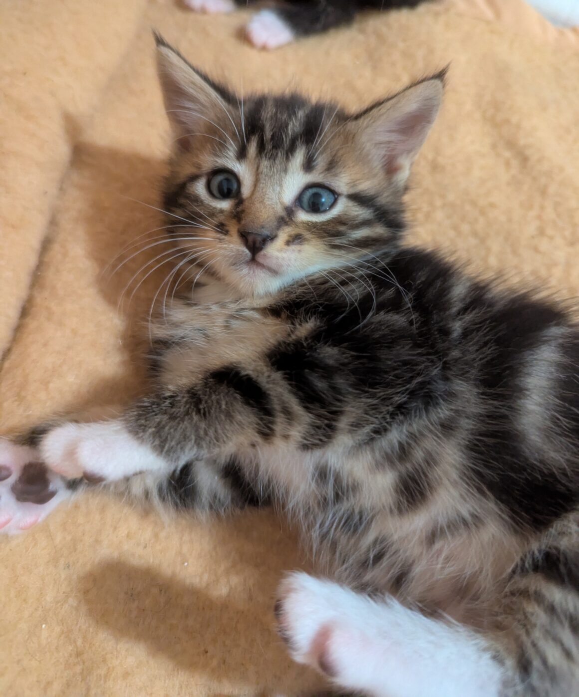 ARUM – chaton
