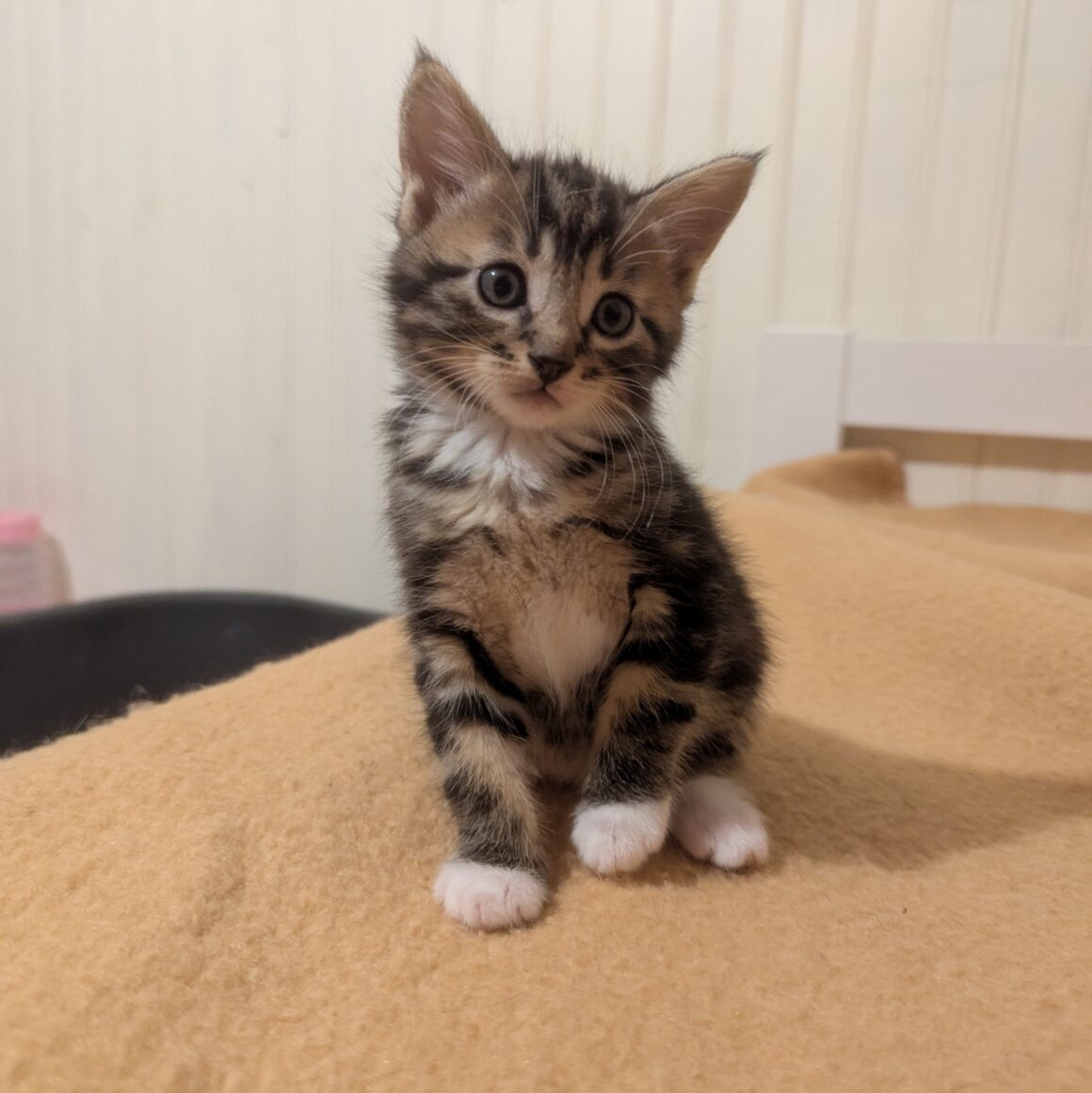 ARUM – chaton adopté